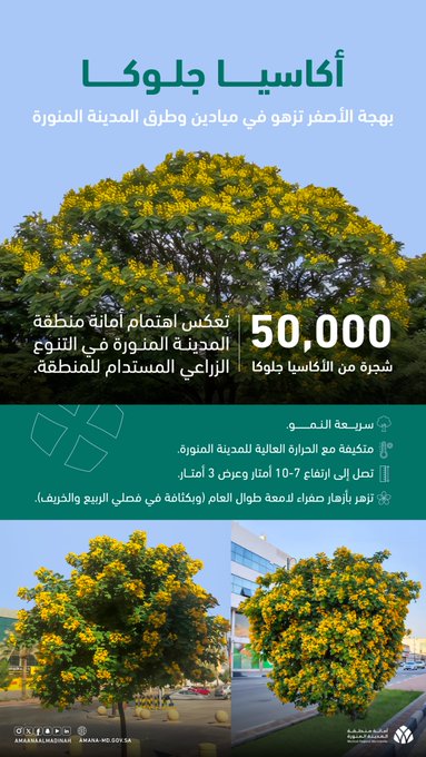  أمانة المدينة المنورة تزرع 50 ألف شجرة "أكاسيا جلوكا "